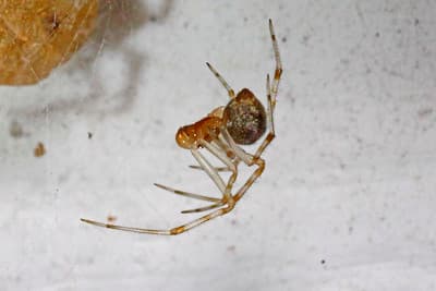 American House Spider