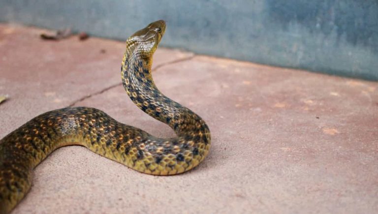 Can Snakes Climb Walls? How to Keep Snakes Grounded