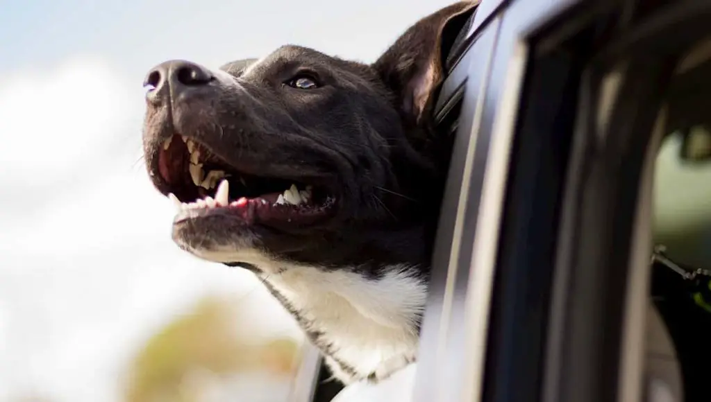 dog sticking head outside of car window