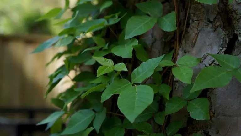 How To Get Rid Of Poison Ivy Plants With Bleach