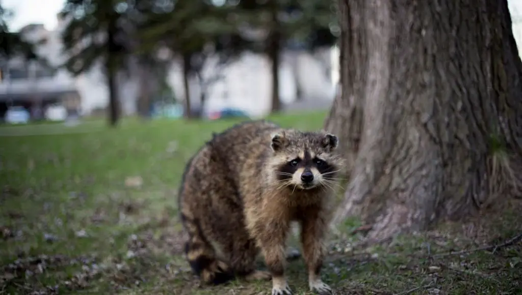 How To Get Rid Of Raccoons in the Yard Fast - Yard Blogger