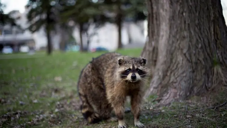 How To Get Rid Of Raccoons in the Yard Fast