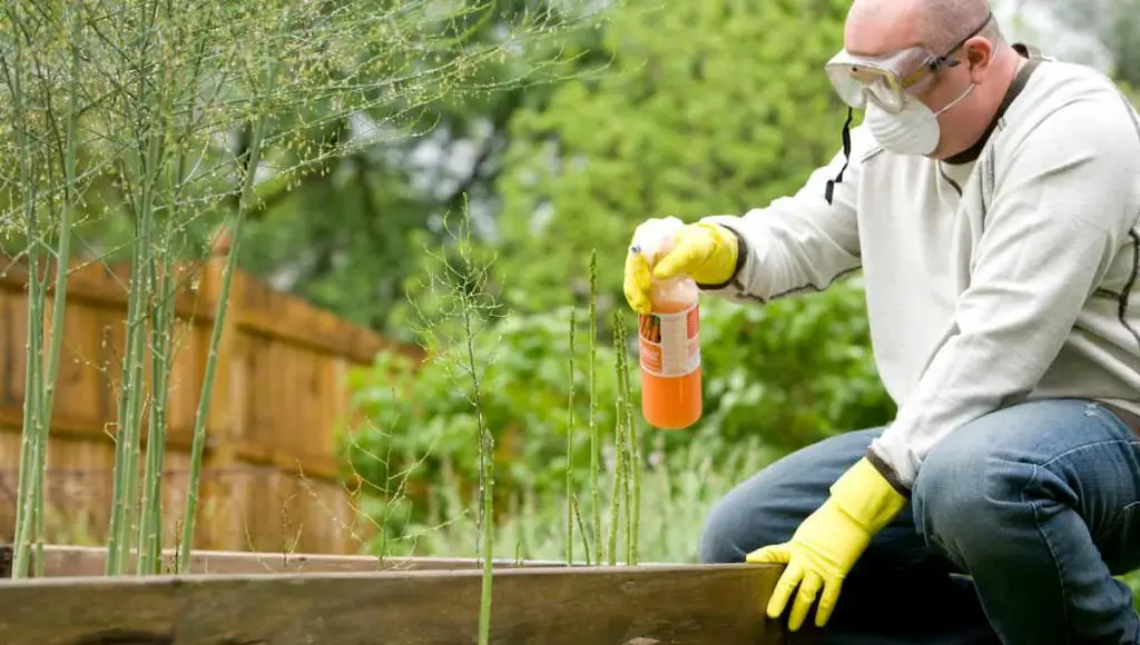 spraying for poison ivy