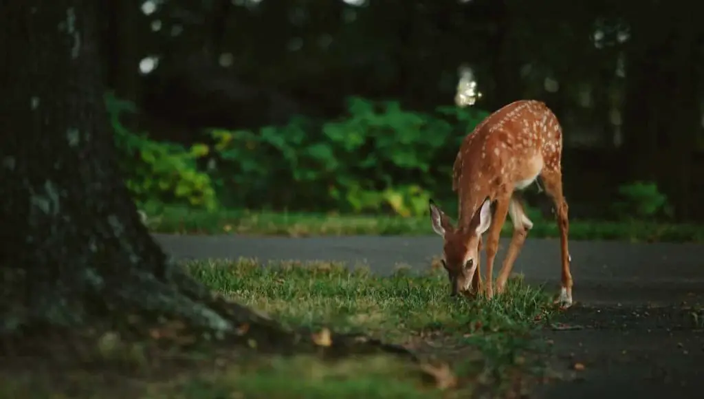 white tailed deer