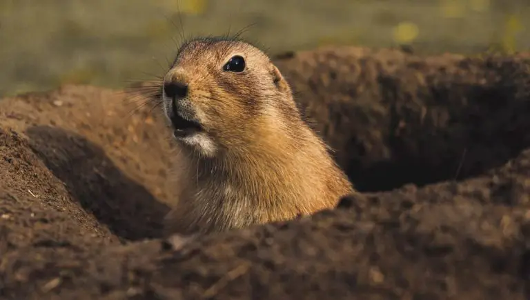 How to Stop Animals From Digging Holes in Your Yard
