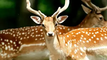 Look deer in attraction headlights A Pastor's