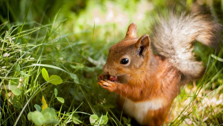 What to Feed Squirrels in Your Backyard?