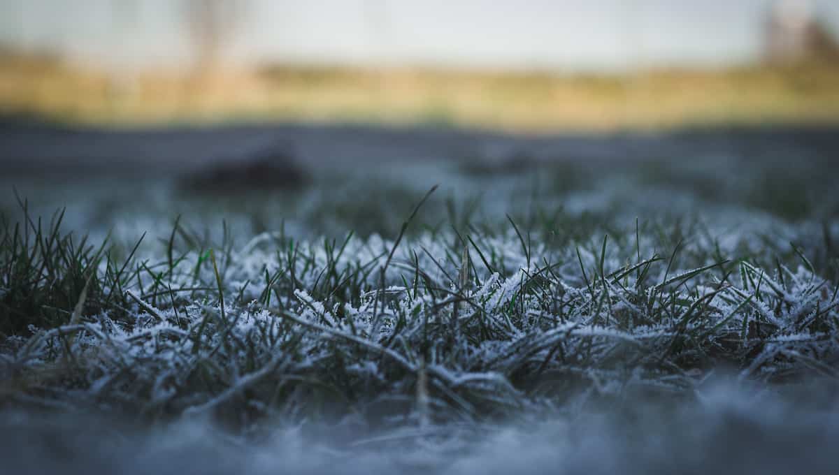 can you mow your lawn in the winter