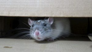 How Do I Get Rid of Mice in My Garage as Quickly as Possible?