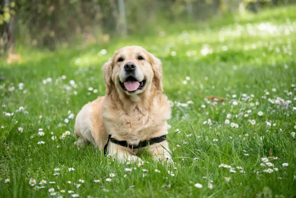 my-dog-ate-a-dead-snake-in-my-yard-what-should-i-do