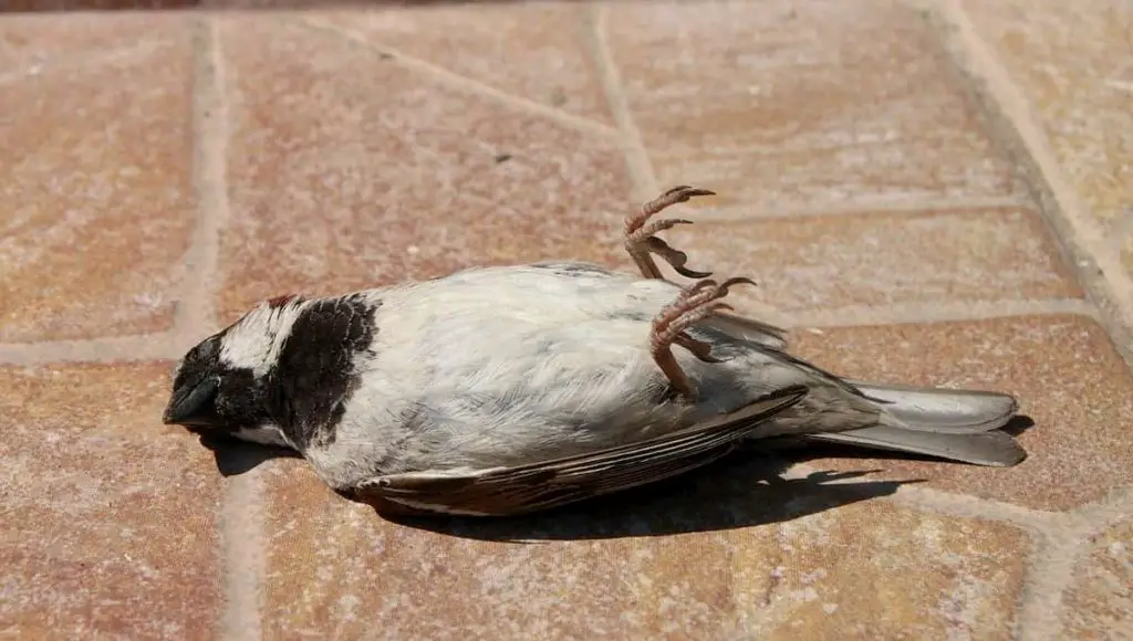 what-to-do-with-a-dead-bird-in-your-yard