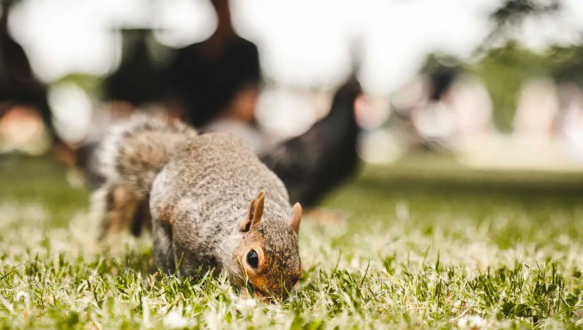 What to Do with a Dead Squirrel in My Backyard? - Yard Blogger