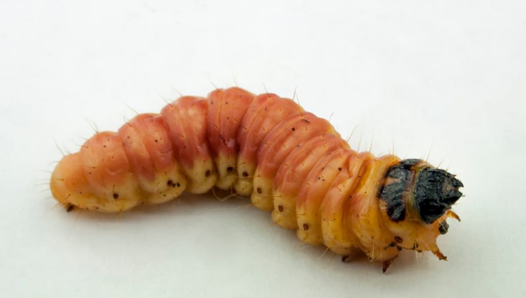 Killing Maggots With Bleach in 5 Easy Steps