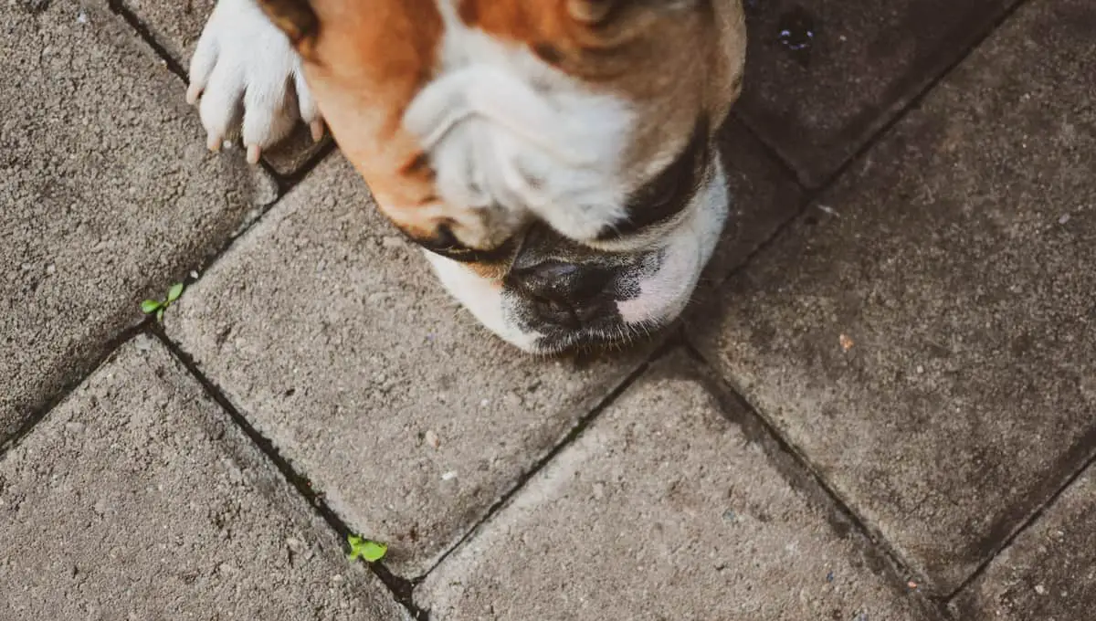 My Dog Ate a Dead Bird: You Should Do This Immediately ...