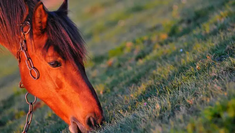 Is It Legal to Have a Horse in Your Backyard?