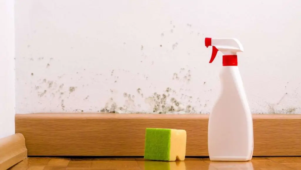 killing-mold-with-vinegar-in-5-easy-steps