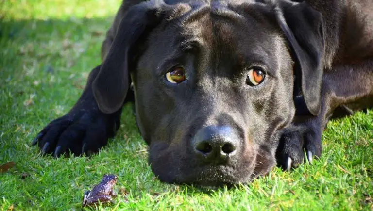 Your Dog Ate a Dead Frog?: Do this Immediately!
