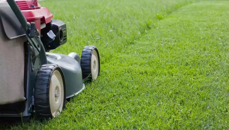 How Short to Cut the Grass Before Winter? (Mow It This Low!)