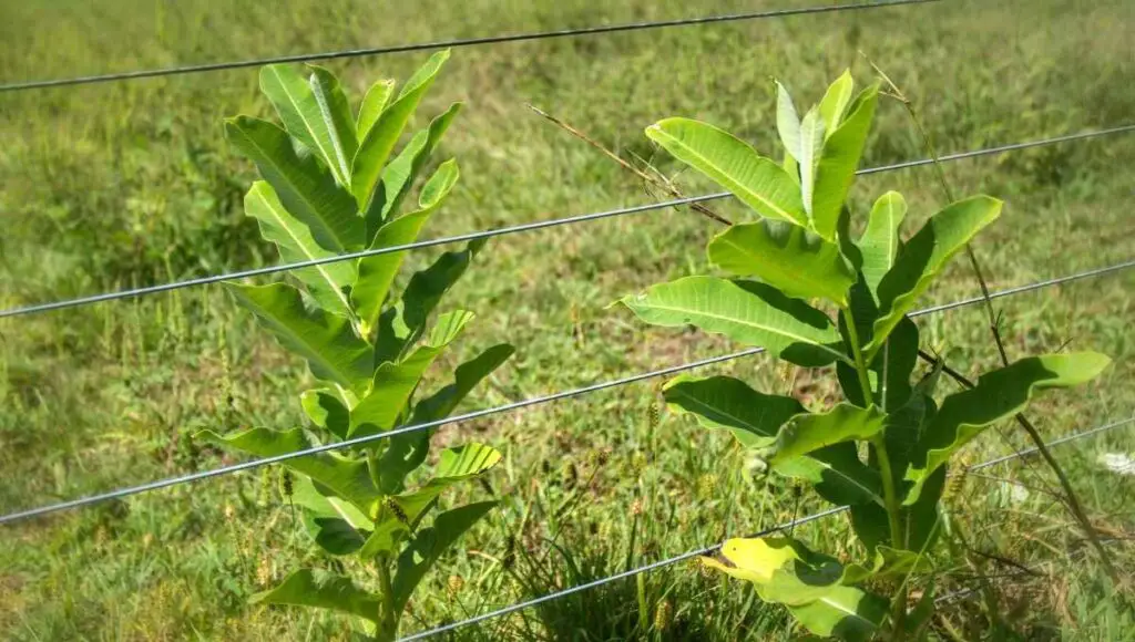 Can an Electric Fence Kill You? (Do This to Stay Safe)