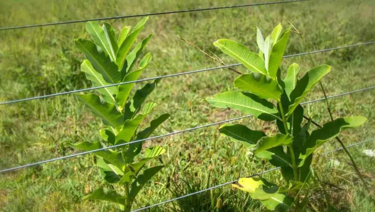 Can Plants Touch an Electric Fence? (Doing This Will Help)