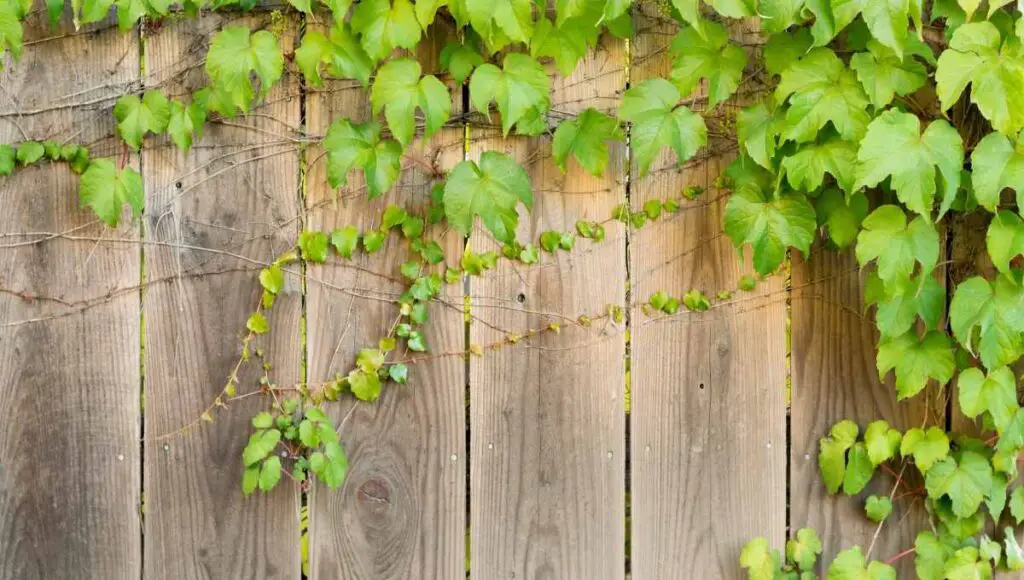 How to Stop Neighbors Vines From Growing on My Fence