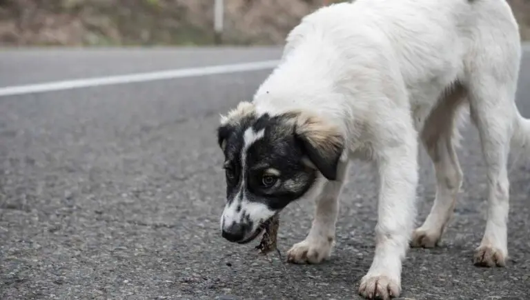 My Dog Ate a Dead Mouse (You Should Do This Immediately!)