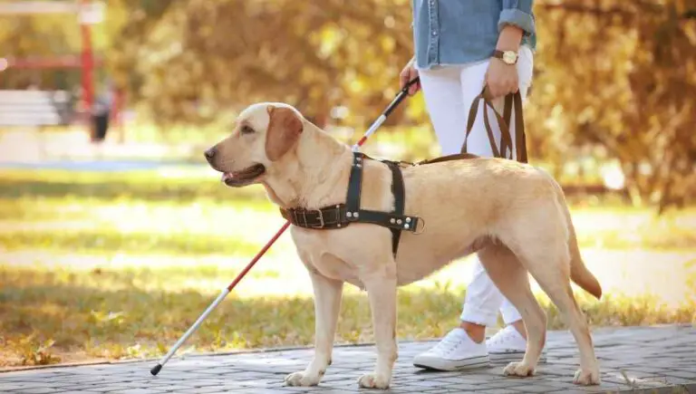 How Do Guide Dogs Know Where to Go? (Doing This Works)