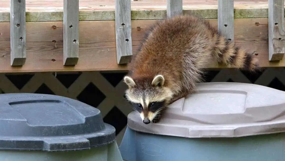 Can I Shoot a Raccoon on My Property