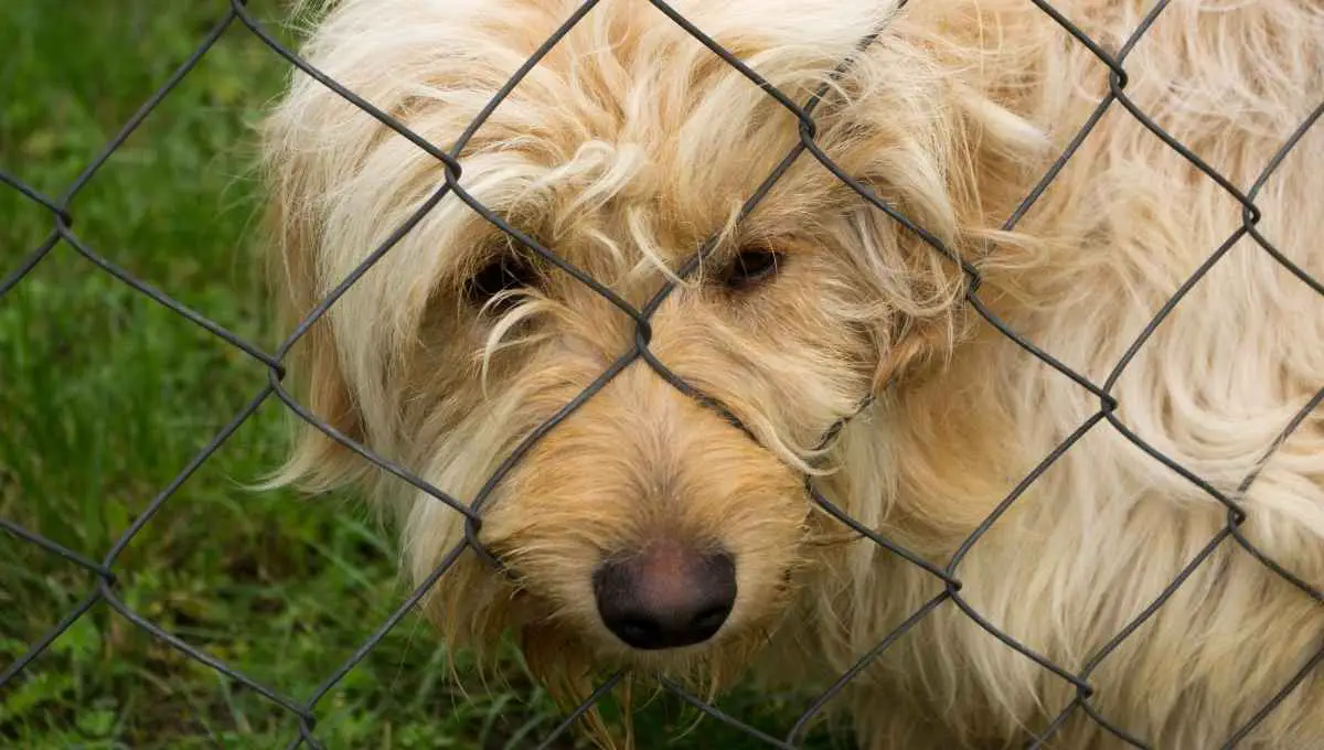 can an electric fence kill a dog