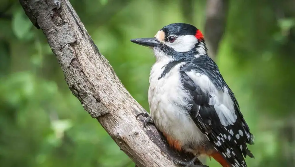 Is It Illegal to Kill Woodpeckers