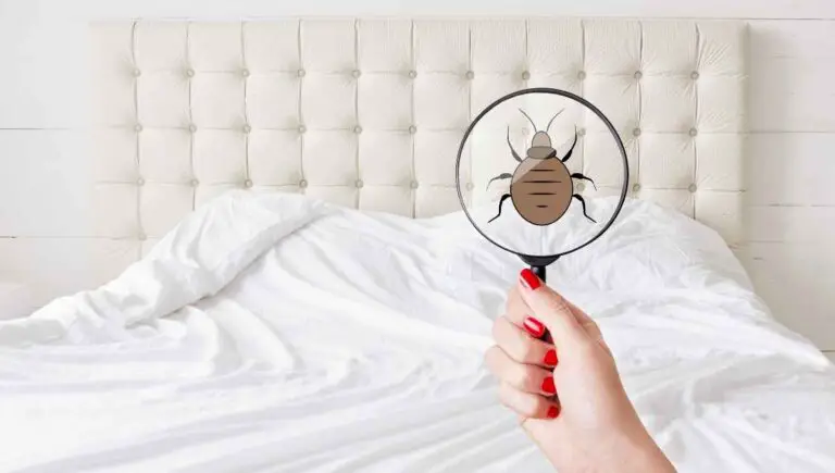 Neighbor Has Bed Bugs? (You Should Do This ASAP!)
