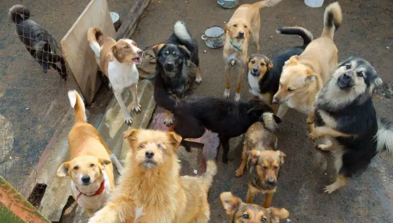Neighbor Has Too Many Dogs? (Here’s What You Should Do)