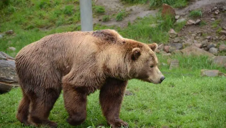 Can I Shoot a Bear on My Property? (Only If This Happens)