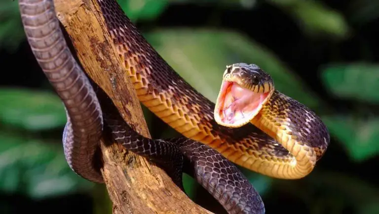 Can You Shoot a Snake in Your Yard? (Can I Do This Legally?)