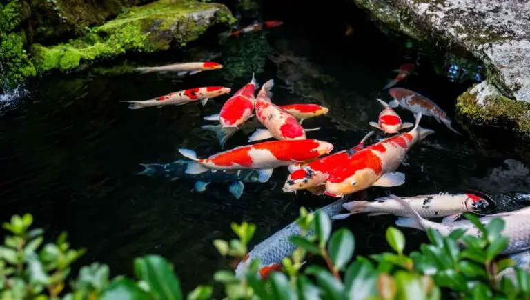 Can a Koi Pond Be Too Deep? (We Asked the Experts)