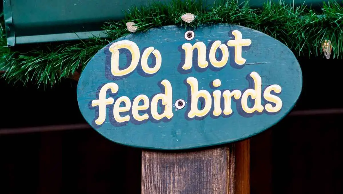 Can I Stop My Neighbor Feeding Birds? (Try Using This Trick)