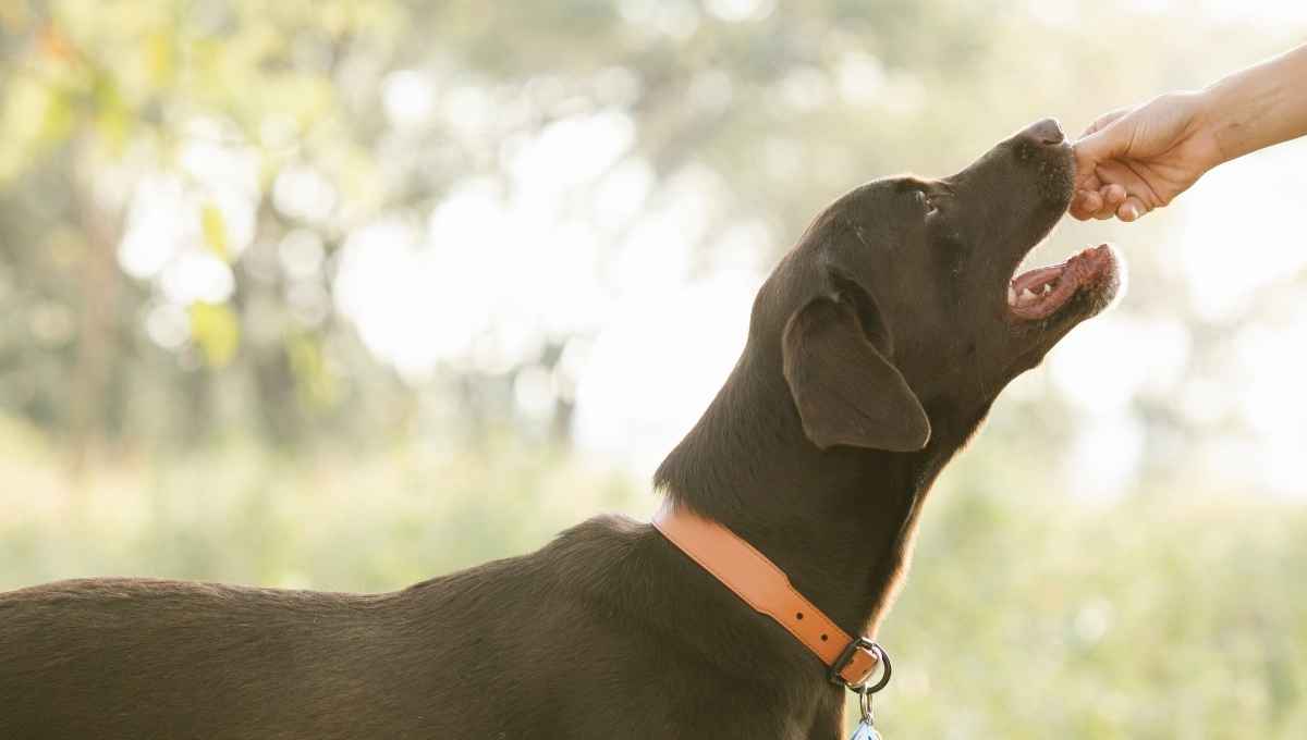 Neighbor Keeps Feeding My Dog