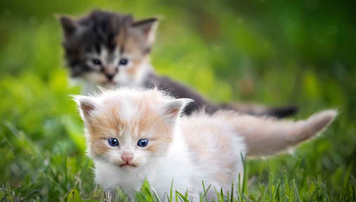 Can I Shoot Cats on My Property
