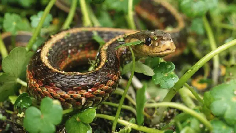 Does Irish Spring Soap Keep Snakes Away? (See Fast Results!)