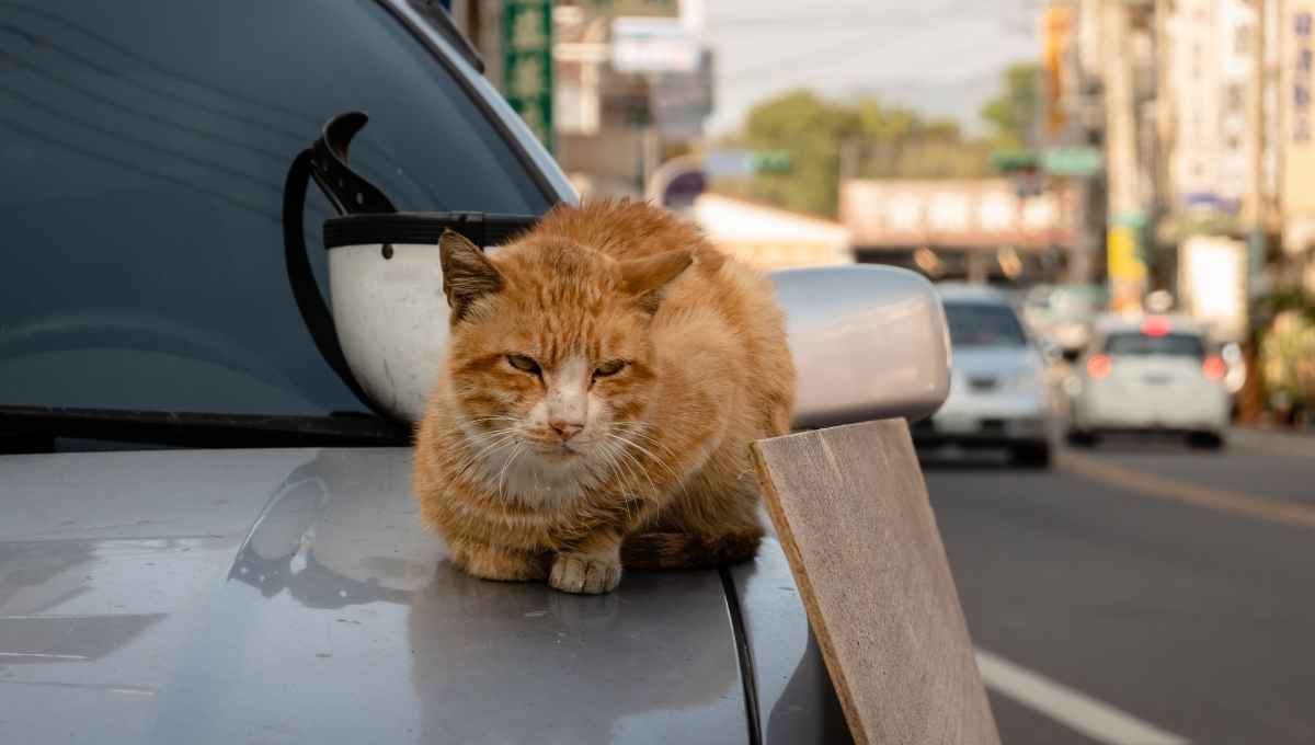 Neighbors Cat Climbing on Your Car