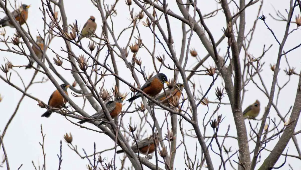 How to Stop Birds From Pooping on My Car? (Use This Trick)