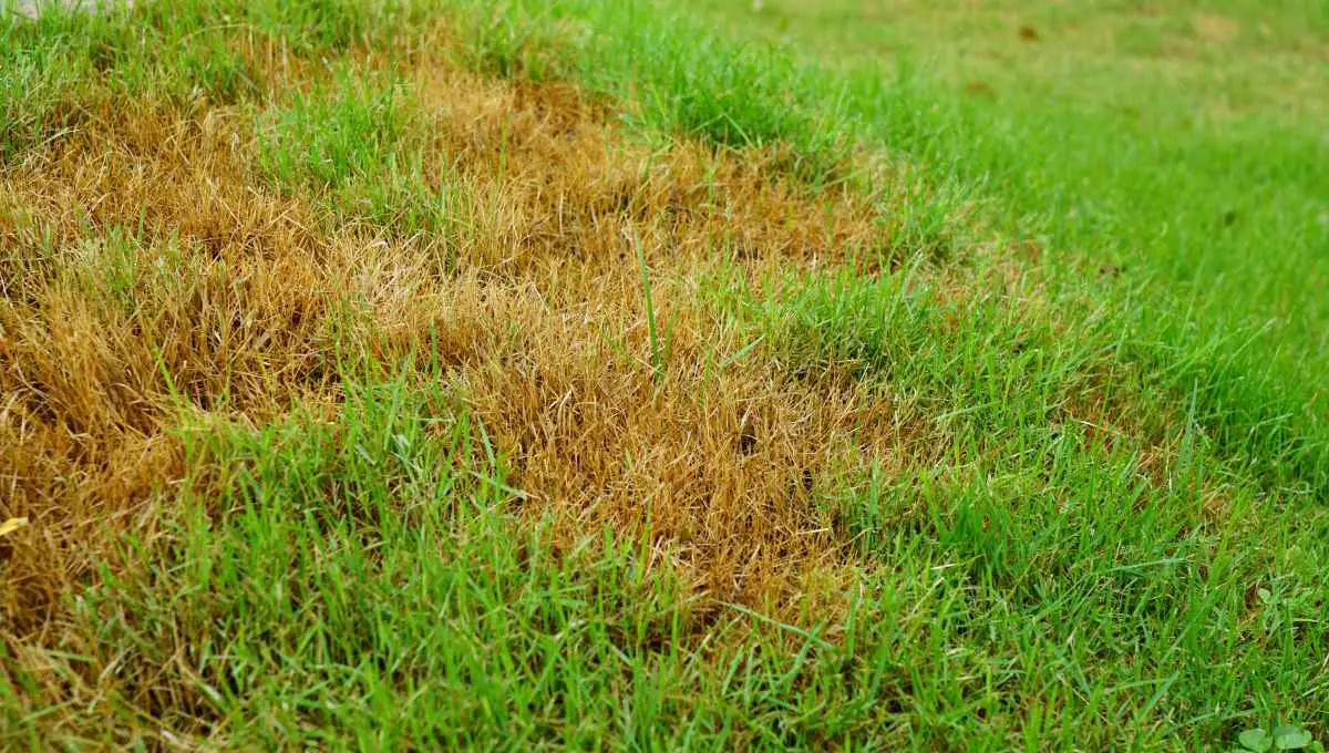 Does Driveway Salt Kill Grass? (You Should Use This Kind)